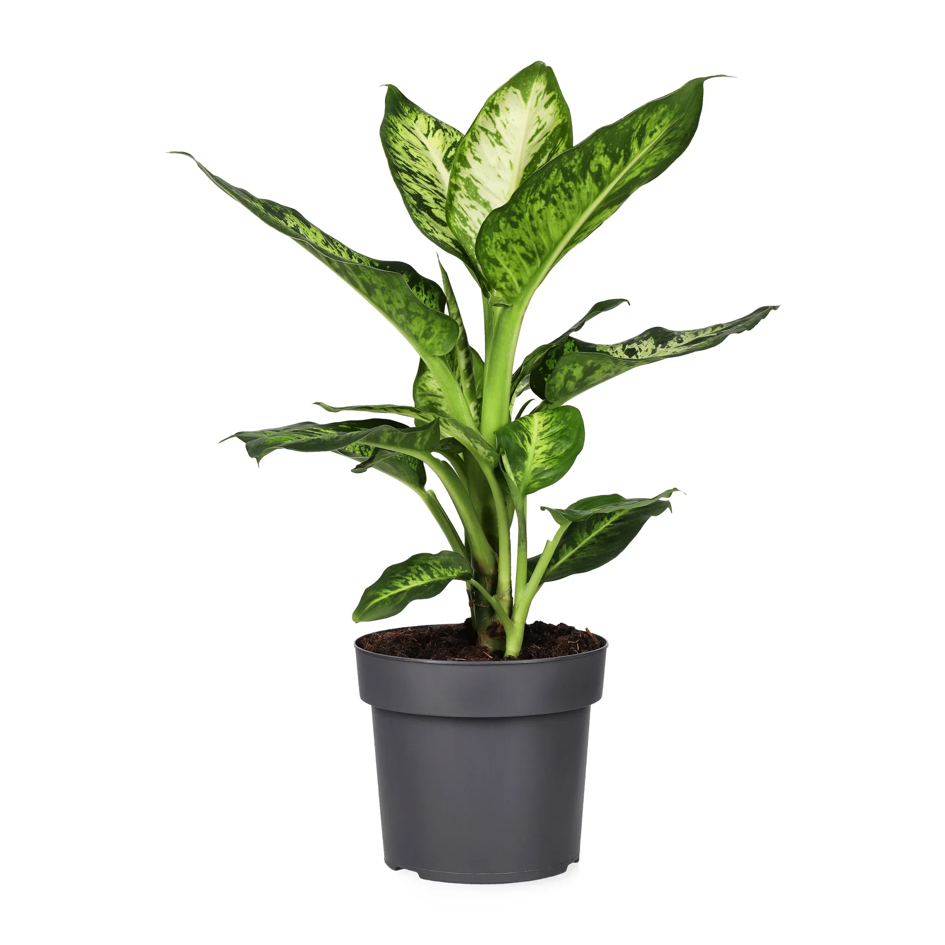 Dieffenbachia 'Sublime' Dieffenbachia 'Sublime' Høyde 40-50 cm