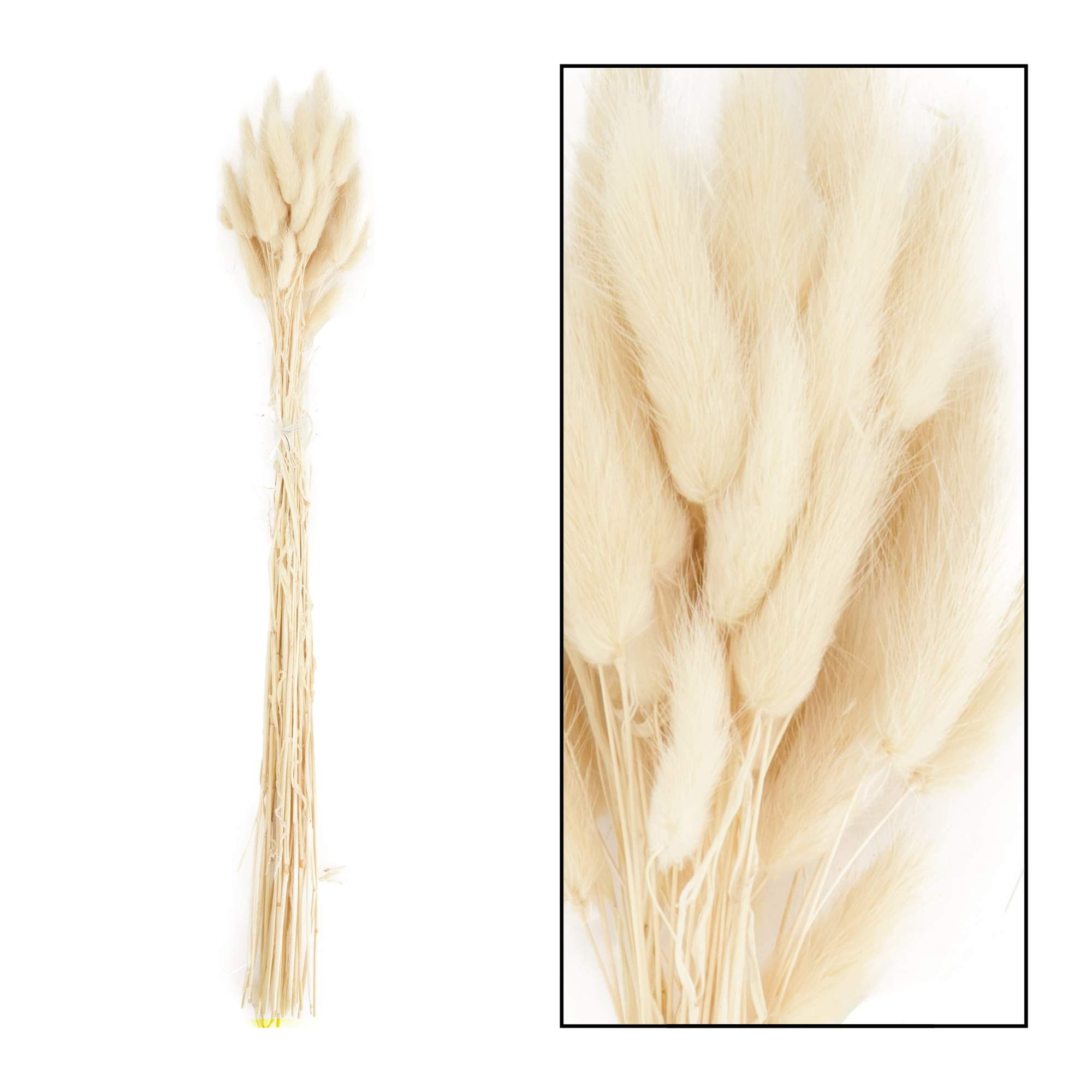 Lagurus bundle white
