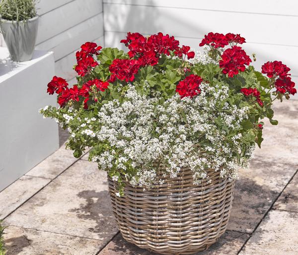 Bodendeckergeranie 'Rubin'