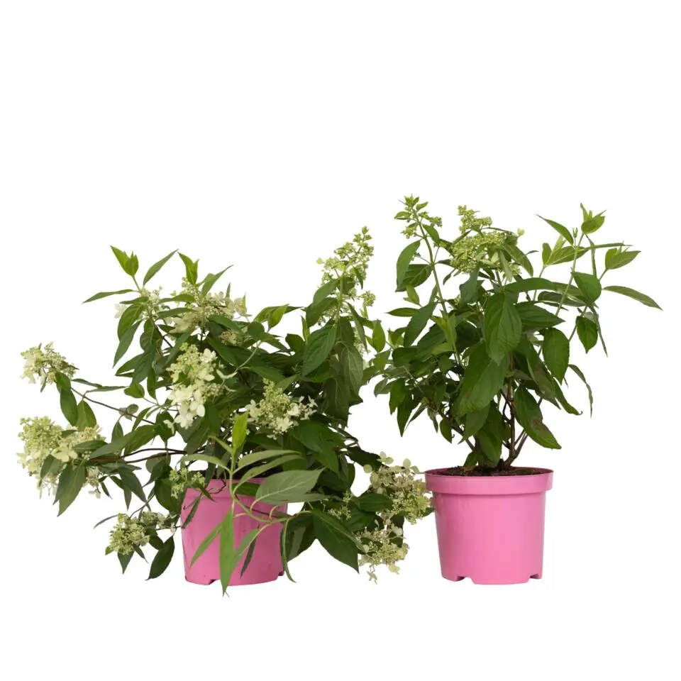 Pluimhortensia - Set van 2 - Hydrangea 'Confetti' - Hoogte 25-40cm - ⌀19cm