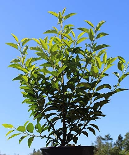 Portugiesische Lorbeerkirsche Prunus lusitanica Angustifolia T.B. 1,3 L 40-50 cm 50 St.
