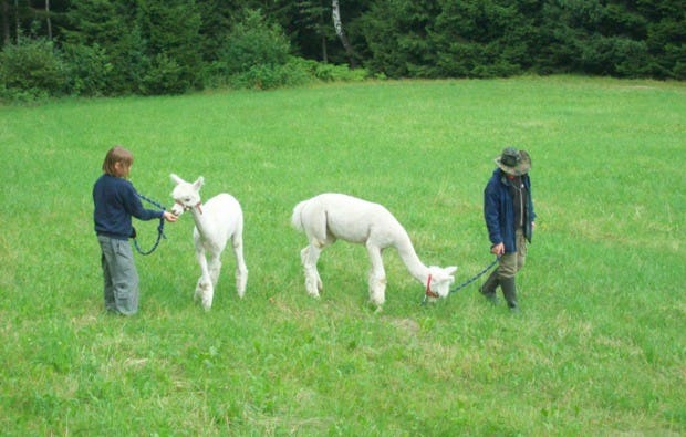 Alpaka Wanderung Bockau