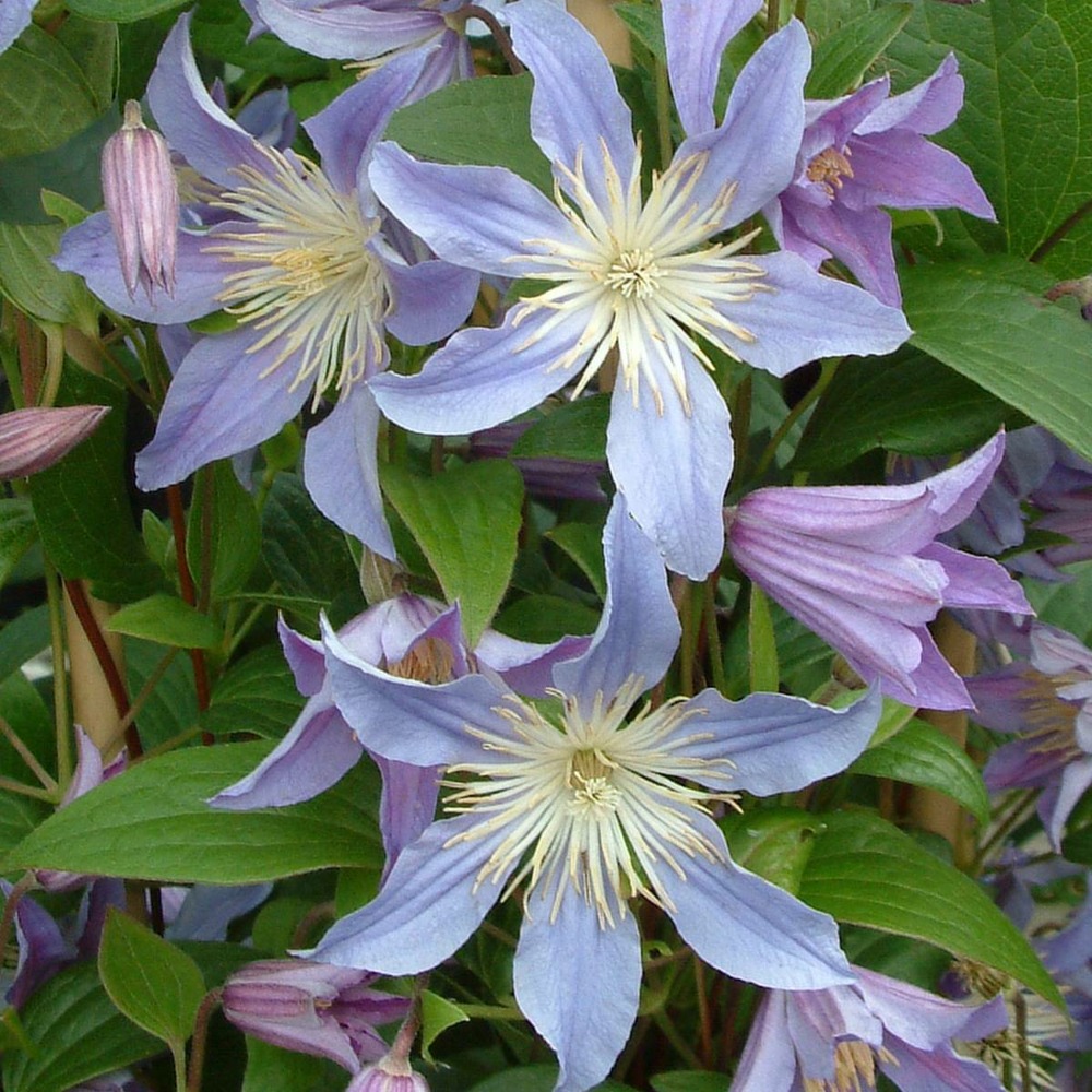 Clématite integrifolia blue river® 'zoblueriver'/clematis integrifolia blue river® 'zoblueriver'[-]pot de 1,5l - tuteur bambou 30/60