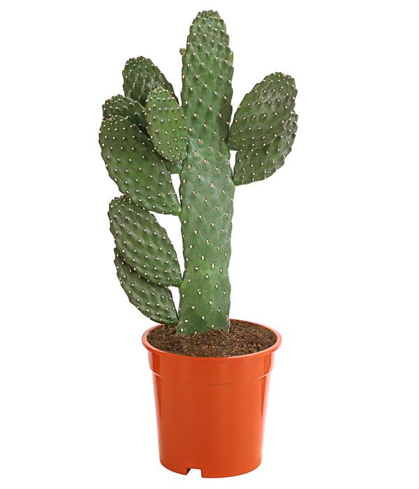 Feigenkaktus - Opuntia consolea