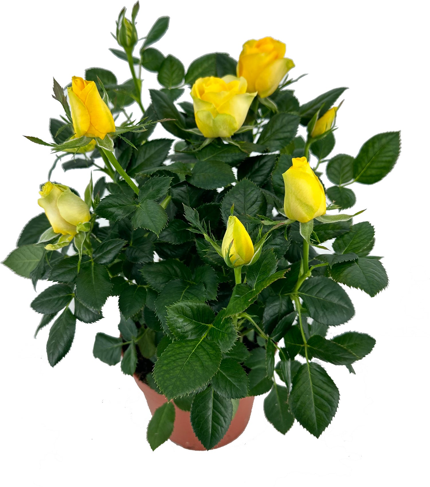 Potroos (Rosa 'Roma Dolc'Amore') geel D 14 H 32 cm