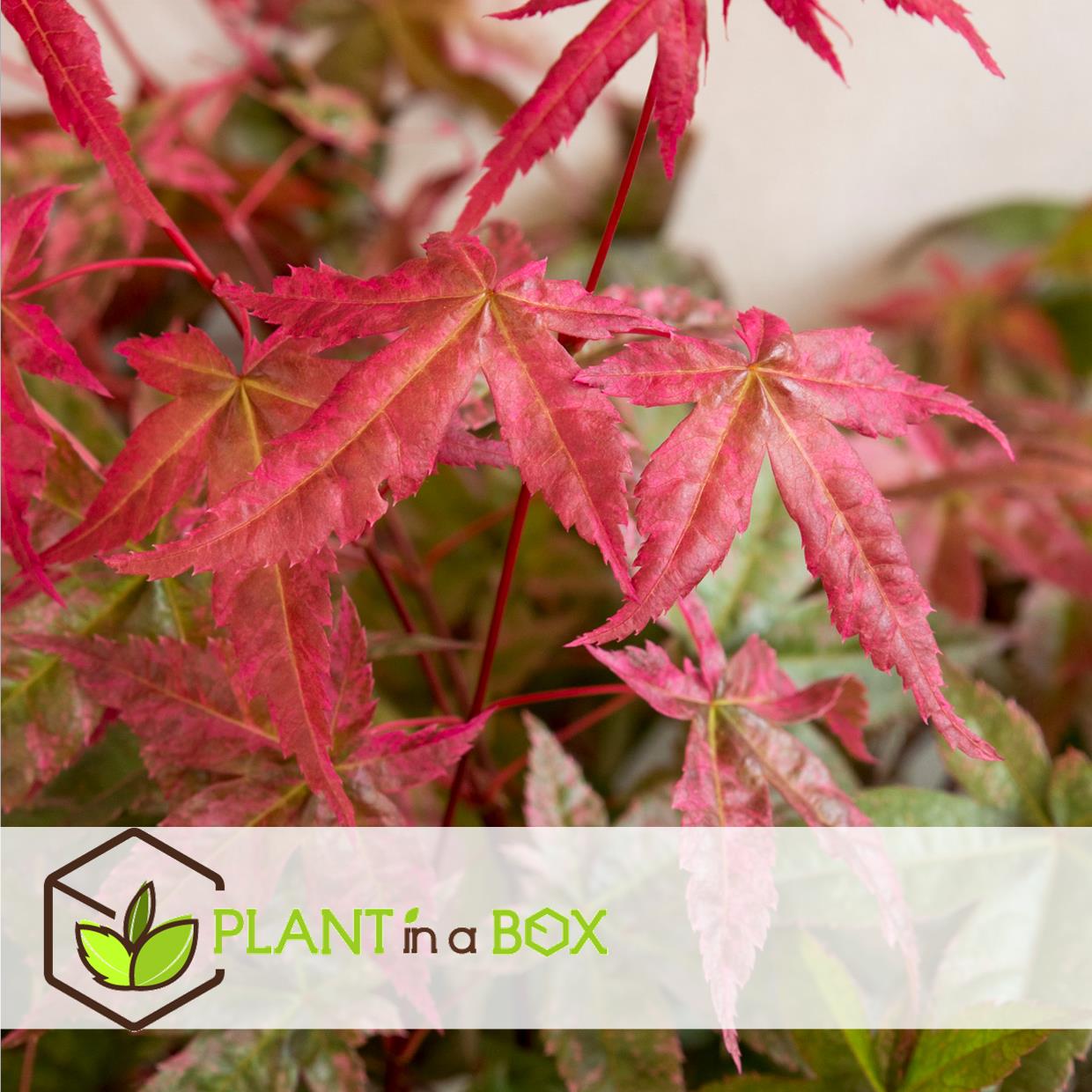 Acer palmatum 'beni maiko' - érable du japon - pot 19cm - hauteur 60-70cm
