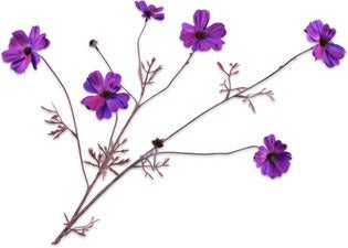 Silk-Ka kunstbloem Cosmea paars 77 cm