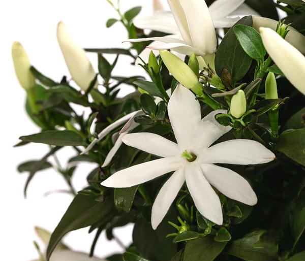 Afrikanischer Jasmin