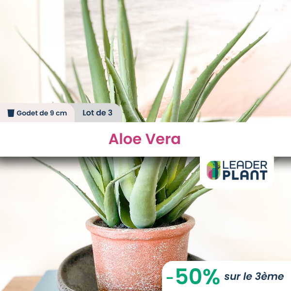 3 x aloe vera en godet