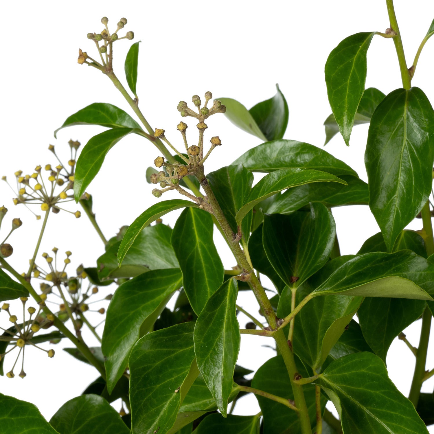 Klimop (Hedera helix 'Arborescens') D 19 H 40 cm