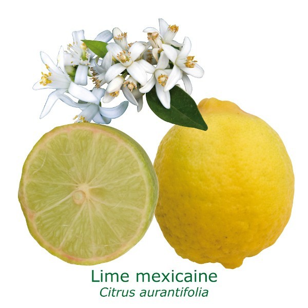 Lime mexicaine bio tailles:pot de 3 litres, hauteur 30/40 cm