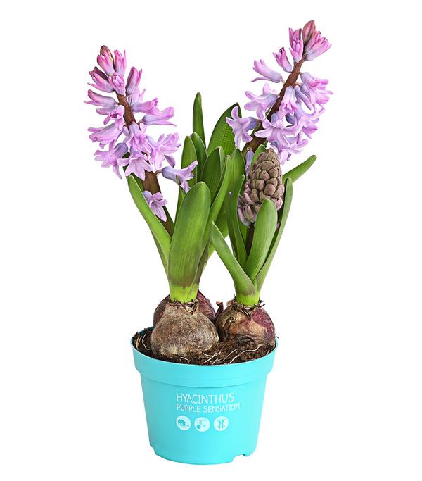 Hyazinthe, 3 Zwiebeln