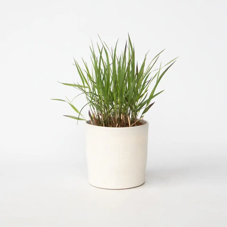 Vingergras - Panicum Virgatum 'Squaw' - Hoogte 40-60cm - ⌀23cm
