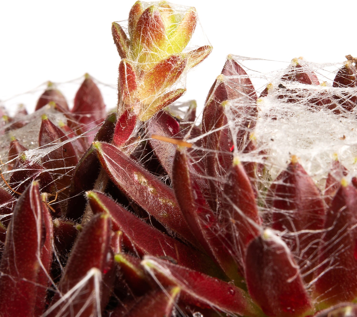 Huislook (Sempervivum) D 11 H 15 cm