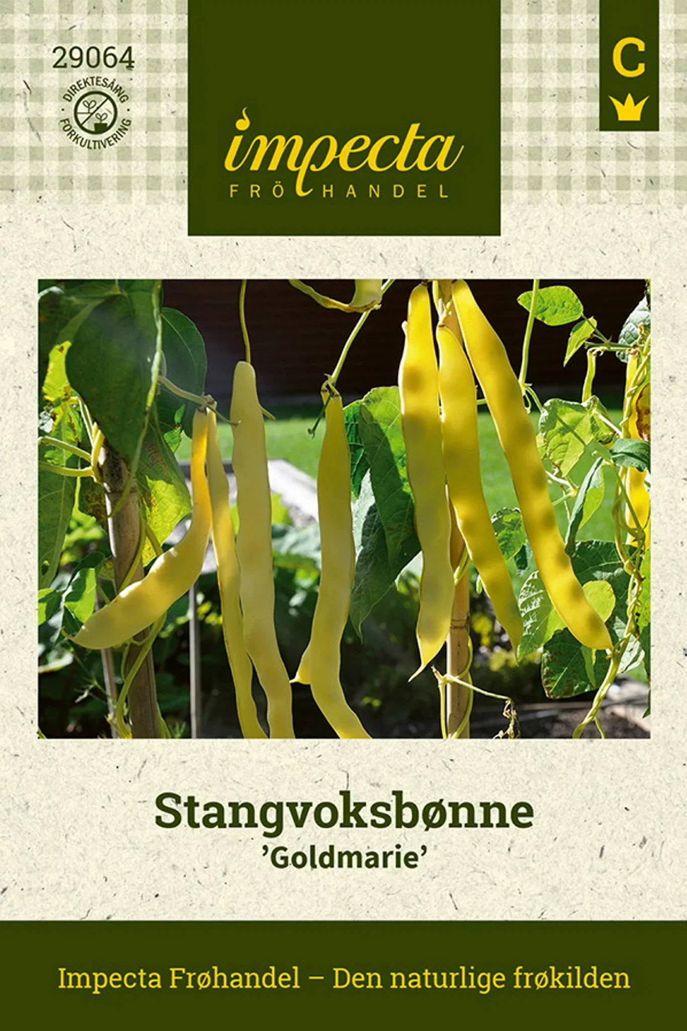Phaseolus vulgaris 'Goldmarie' Stangvoksbønne 'Goldmarie'