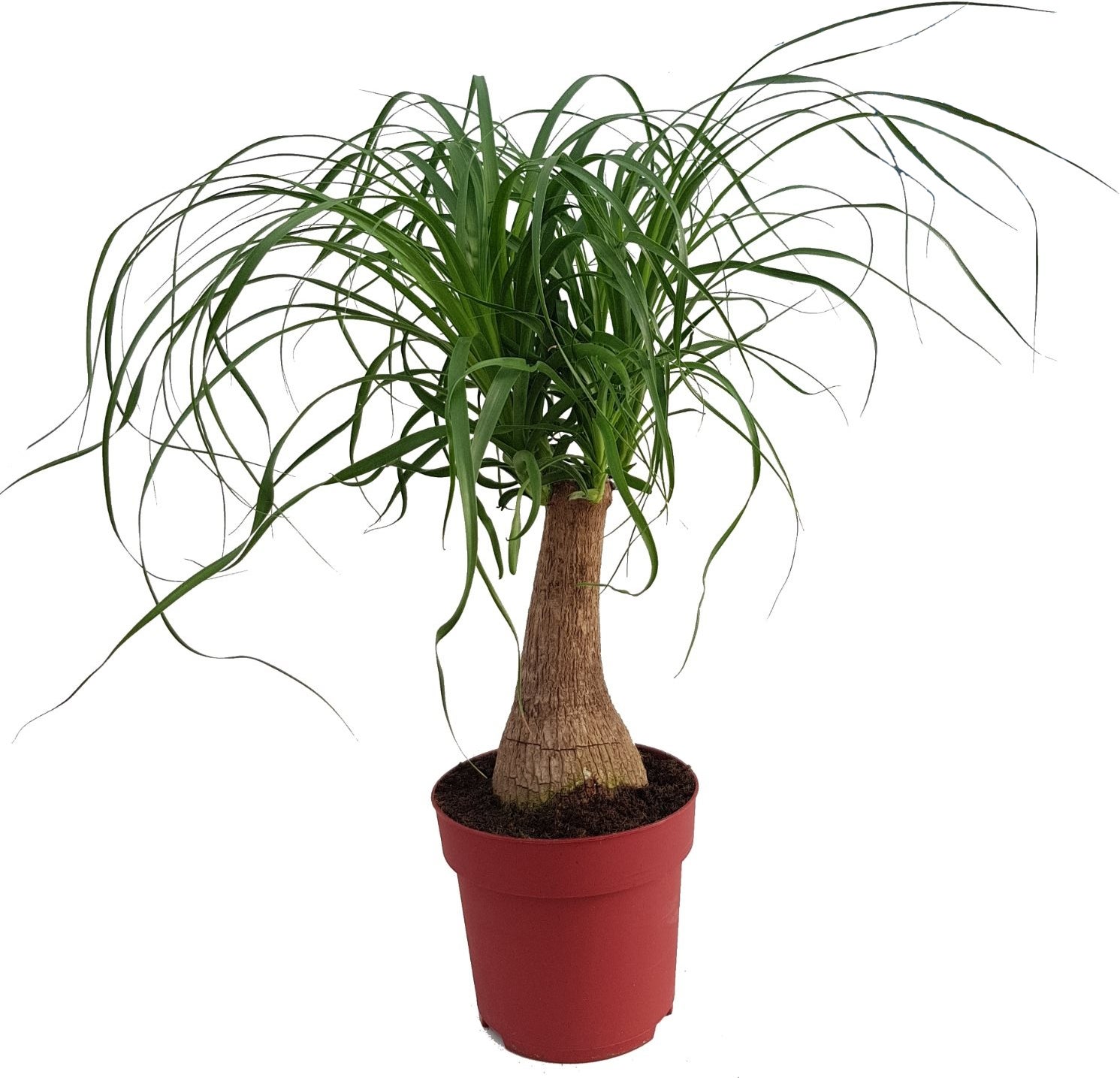Olifantenpoot(Beaucarnea 'Maya Palm') D 19 H 60 cm