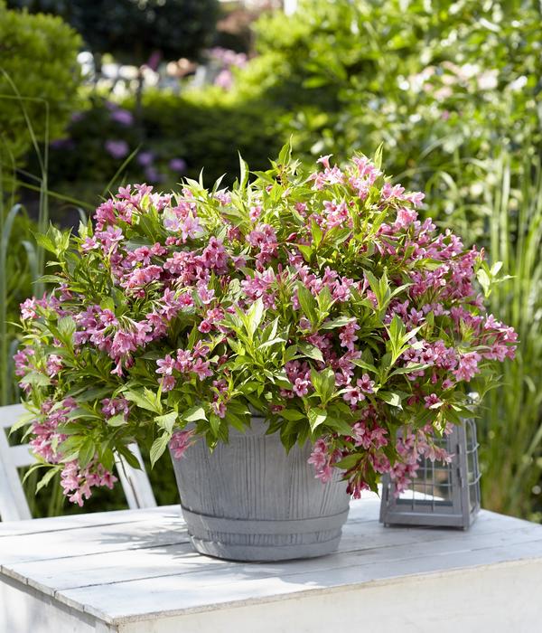 Weigelie 'Picobella'