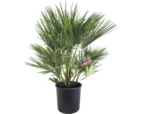 Dwergpalm Chamerops humilis H 80 cm Ø 21 cm pot