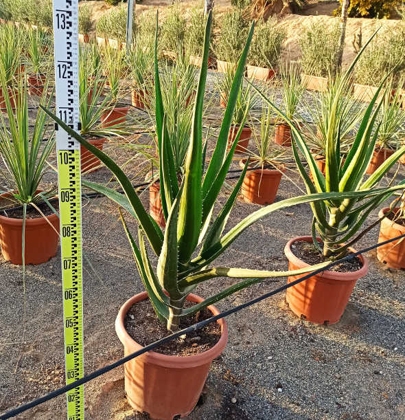 Aloe barberae (aloe.bainesii) taille pot de 25l - 100/125cm