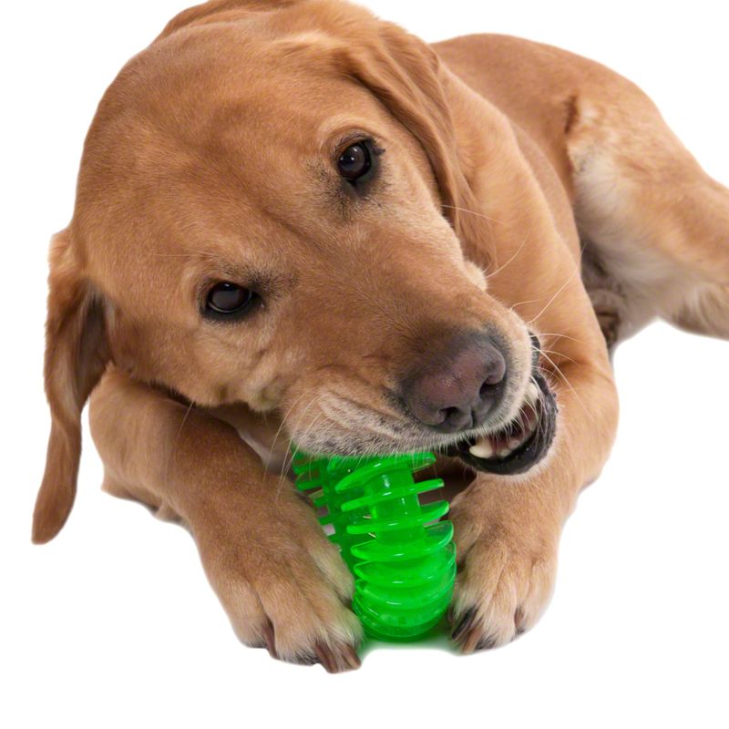 Lot de 3 jouets pour chien