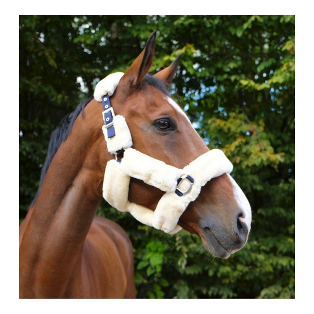 Equitheme TEDDY - Licol mar/ecru