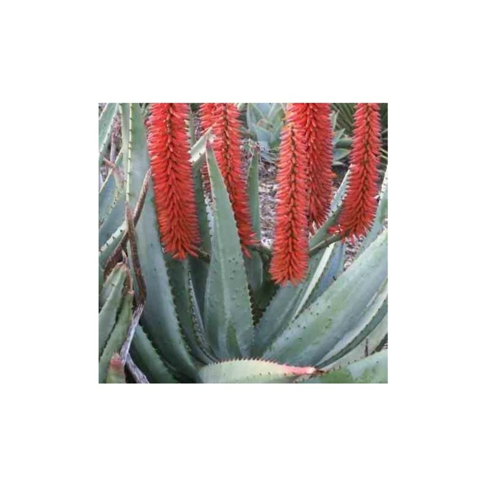 Aloe ferox (aloes du cap) taille pot de 20l - 50/60cm