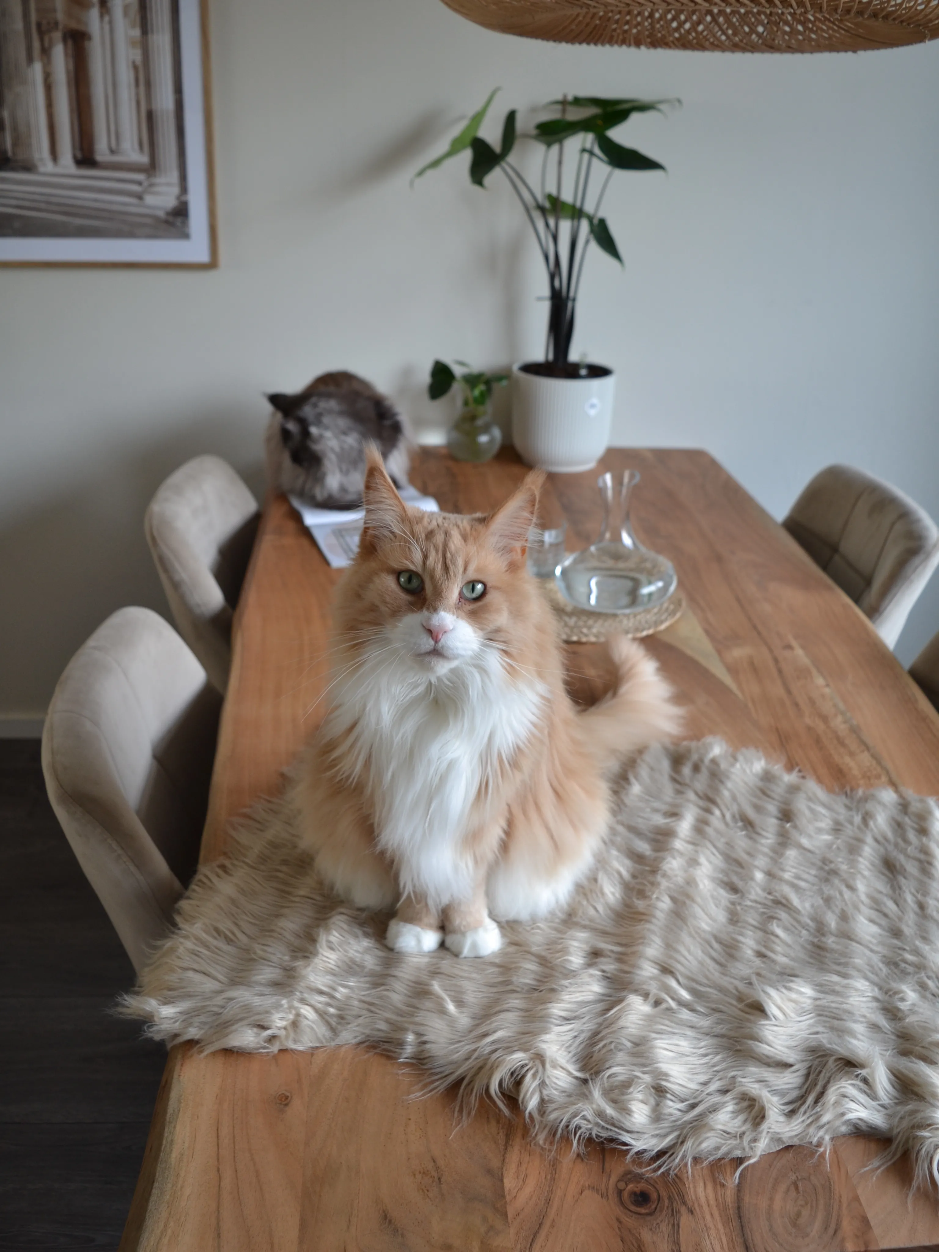 Kunstbontkleed MUNGO Beige 63 x 95 cm