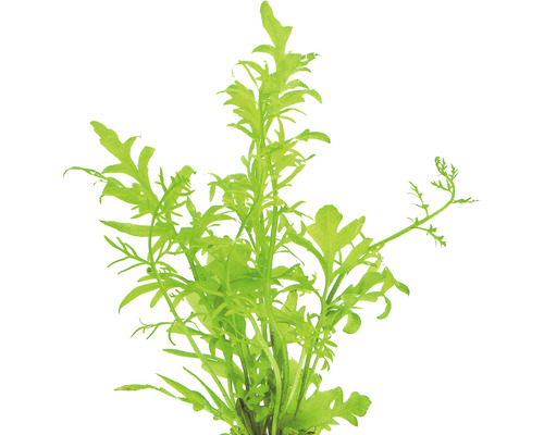 Grofbladige hoornvaren - Ceratopteris cornuta
