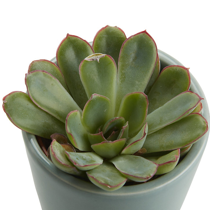 Mini-succulente, assortiment, pot en céramique 5,5cm