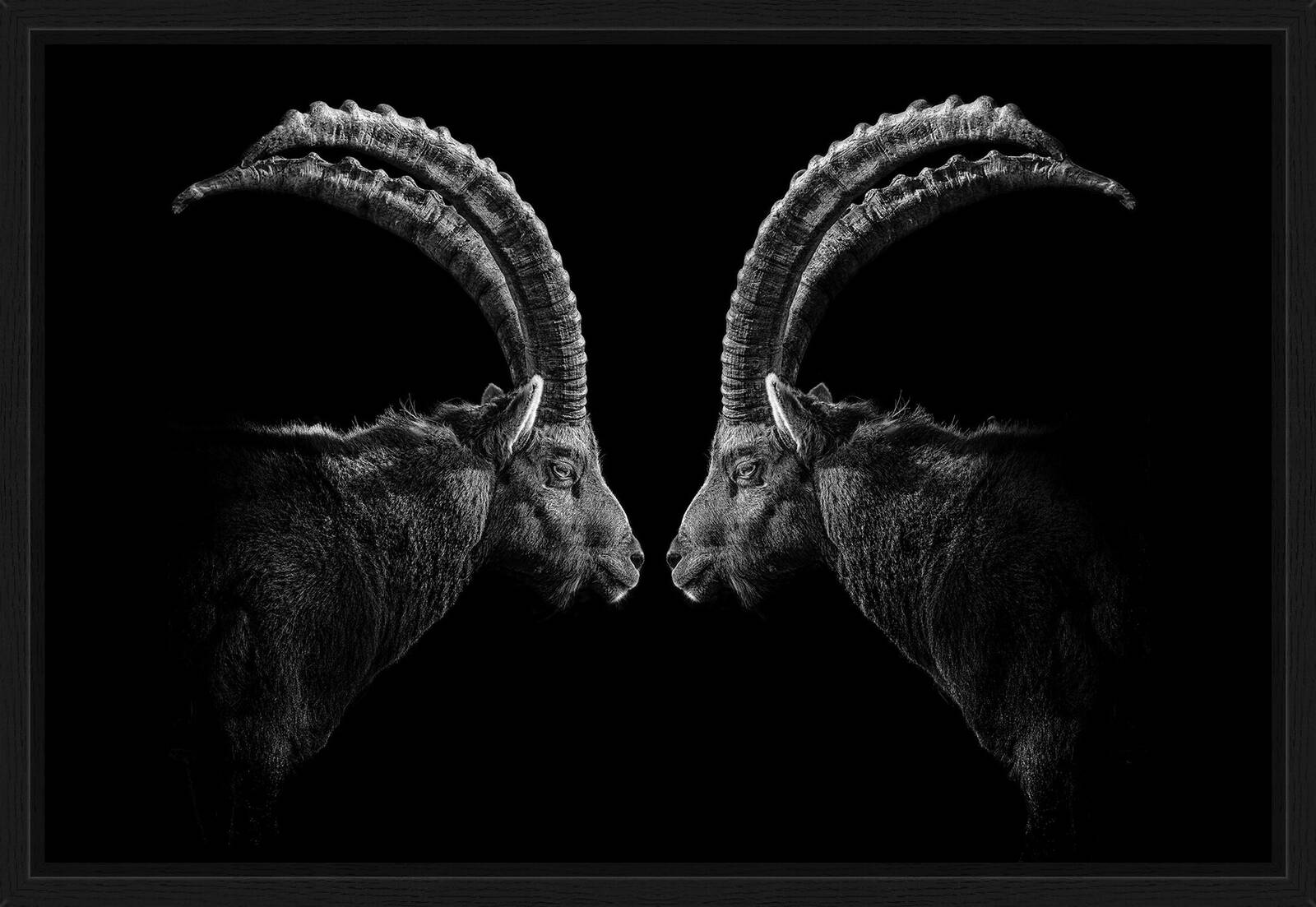 Spievel by Claudio Gotsch - Limited Edition. Edition of: 150. Signed.
