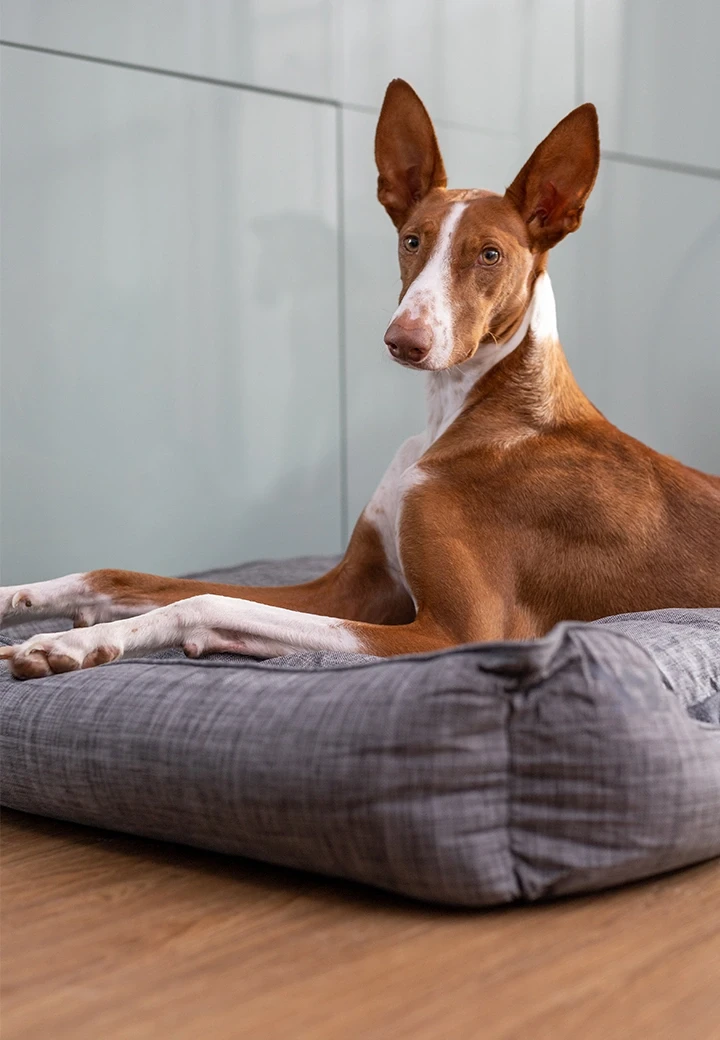Vet-Concept Hundebett
