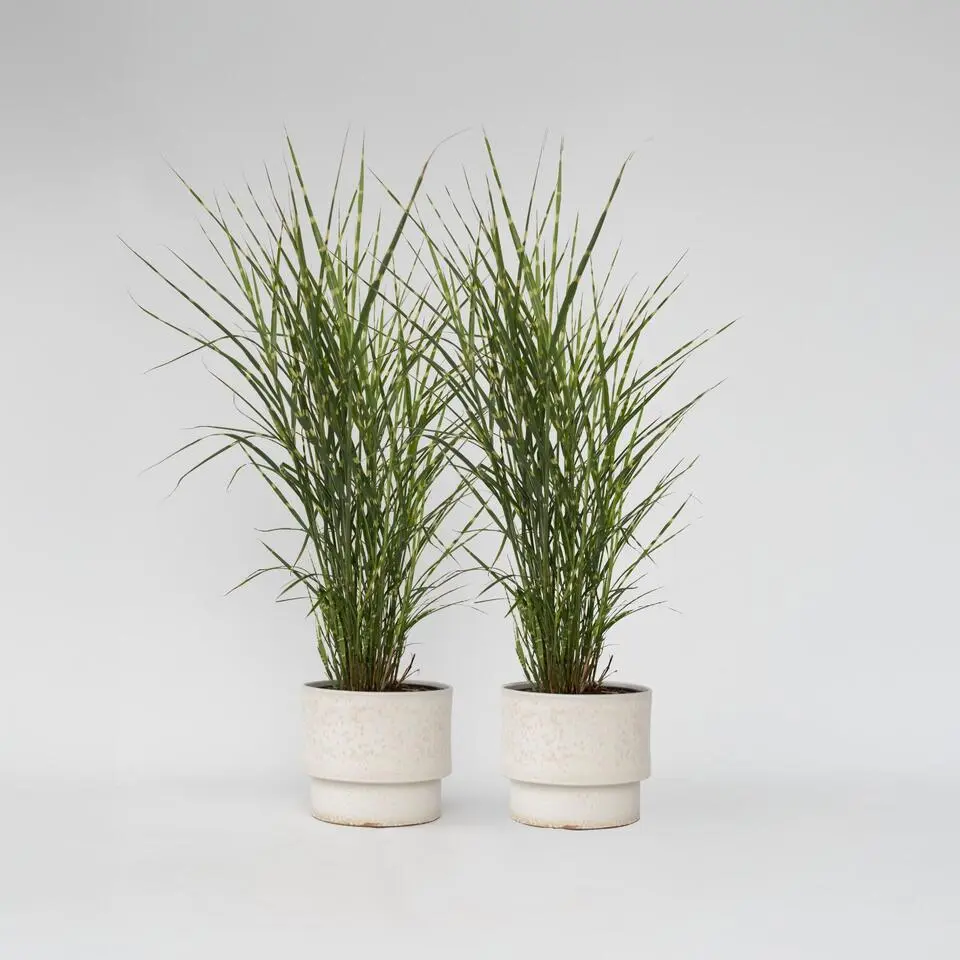Chinees prachtriet - Set van 2 - Miscanthus 'Zebrinus' - Hoogte 20-30cm - ⌀23cm