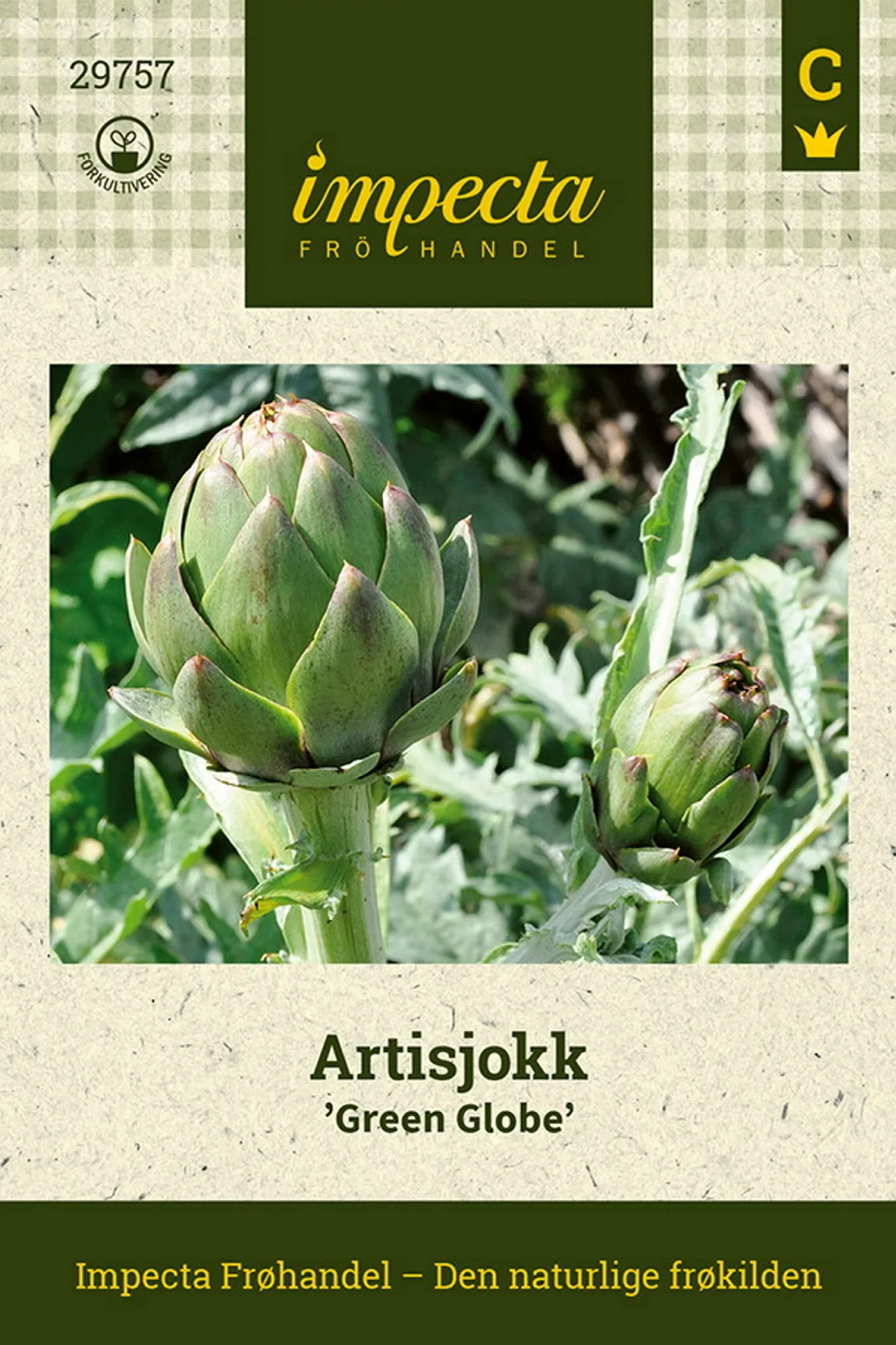 Cynara cardunculus 'Green Globe' Artisjokk 'Green Globe'