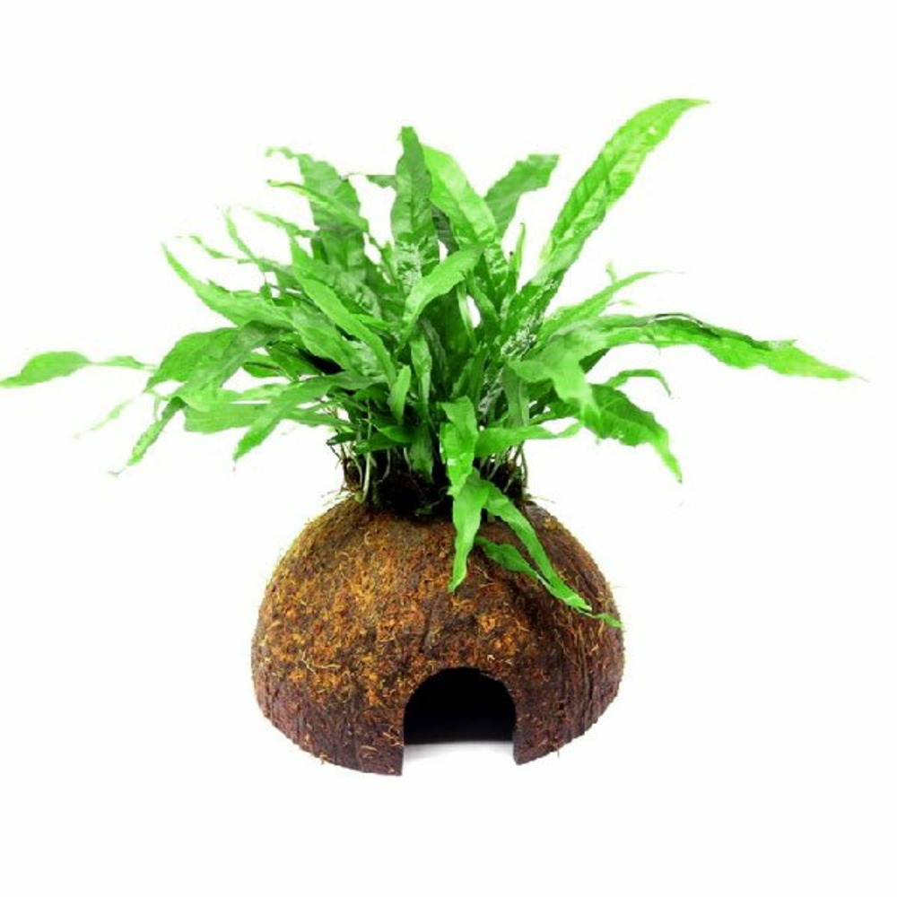 Microsorum pteropus sur coco