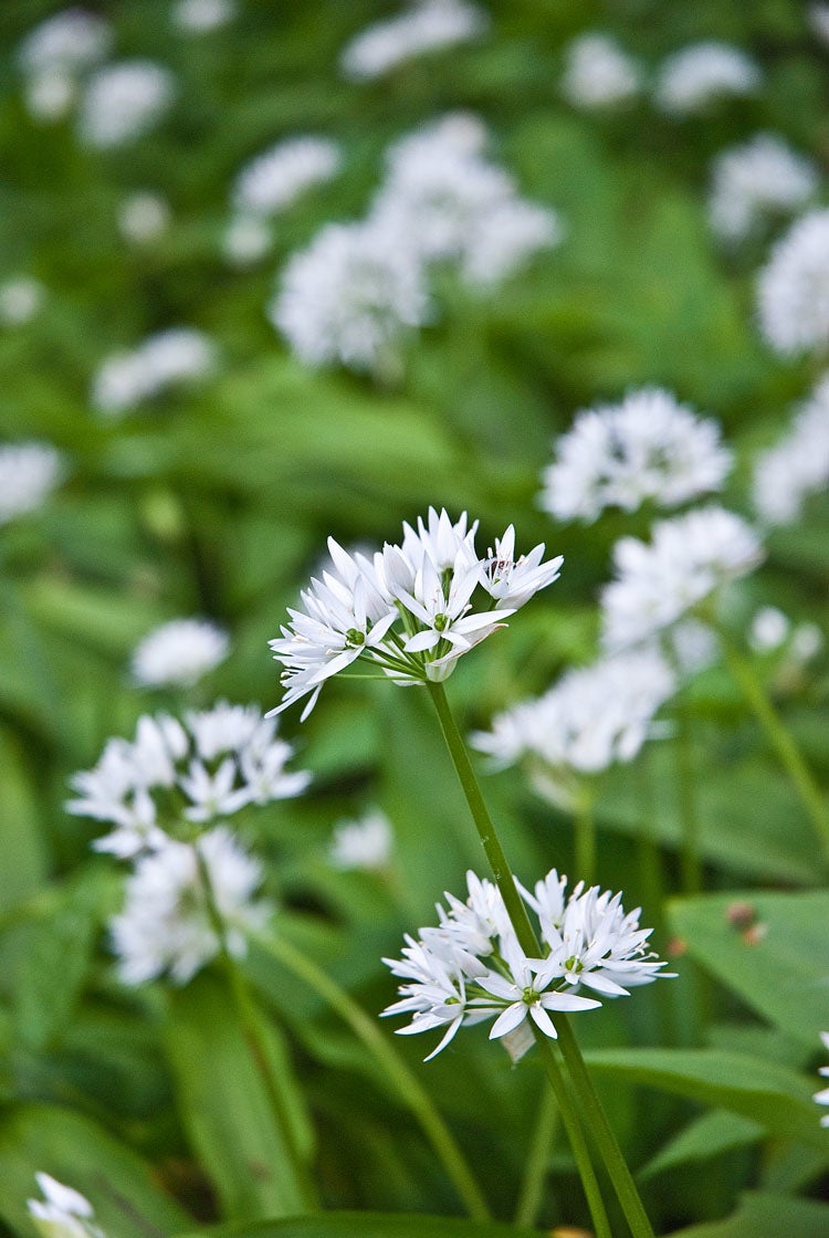 Biologische Daslook (Allium ursinum) D 13 H 15 cm