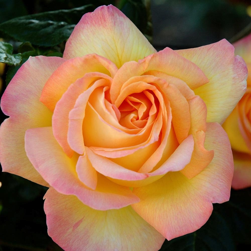 Rosier tige mme a. Meilland racine nue