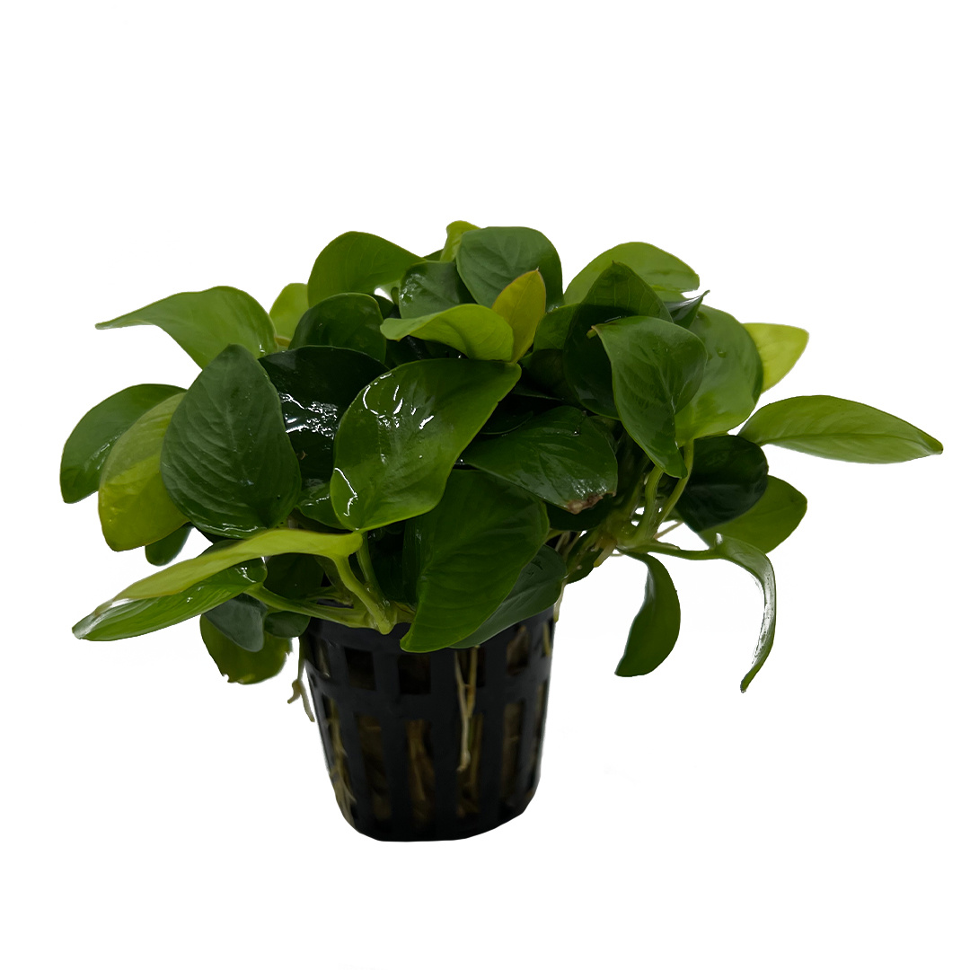 Waterplant Anubias barteri var. nana Golden 5 cm in pot