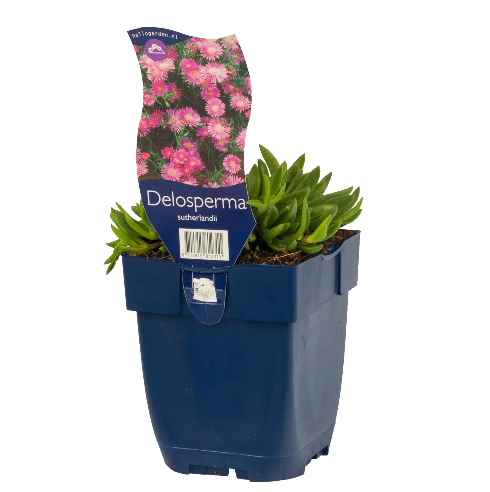 Delosperma sutherlandii Isplante Ø11 cm