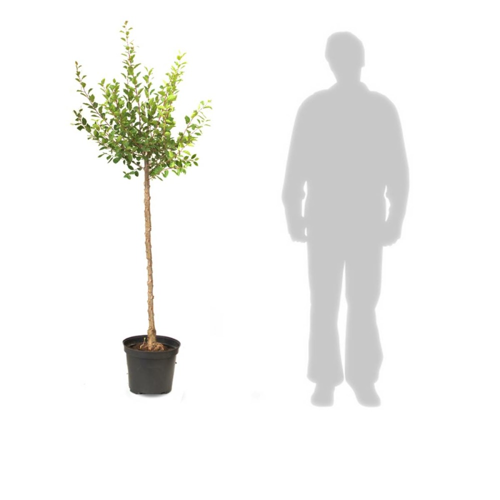 Figuier carica ronde de bordeaux/ficus carica ronde de bordeaux[-]pot de 7,5l - 60/80 cm