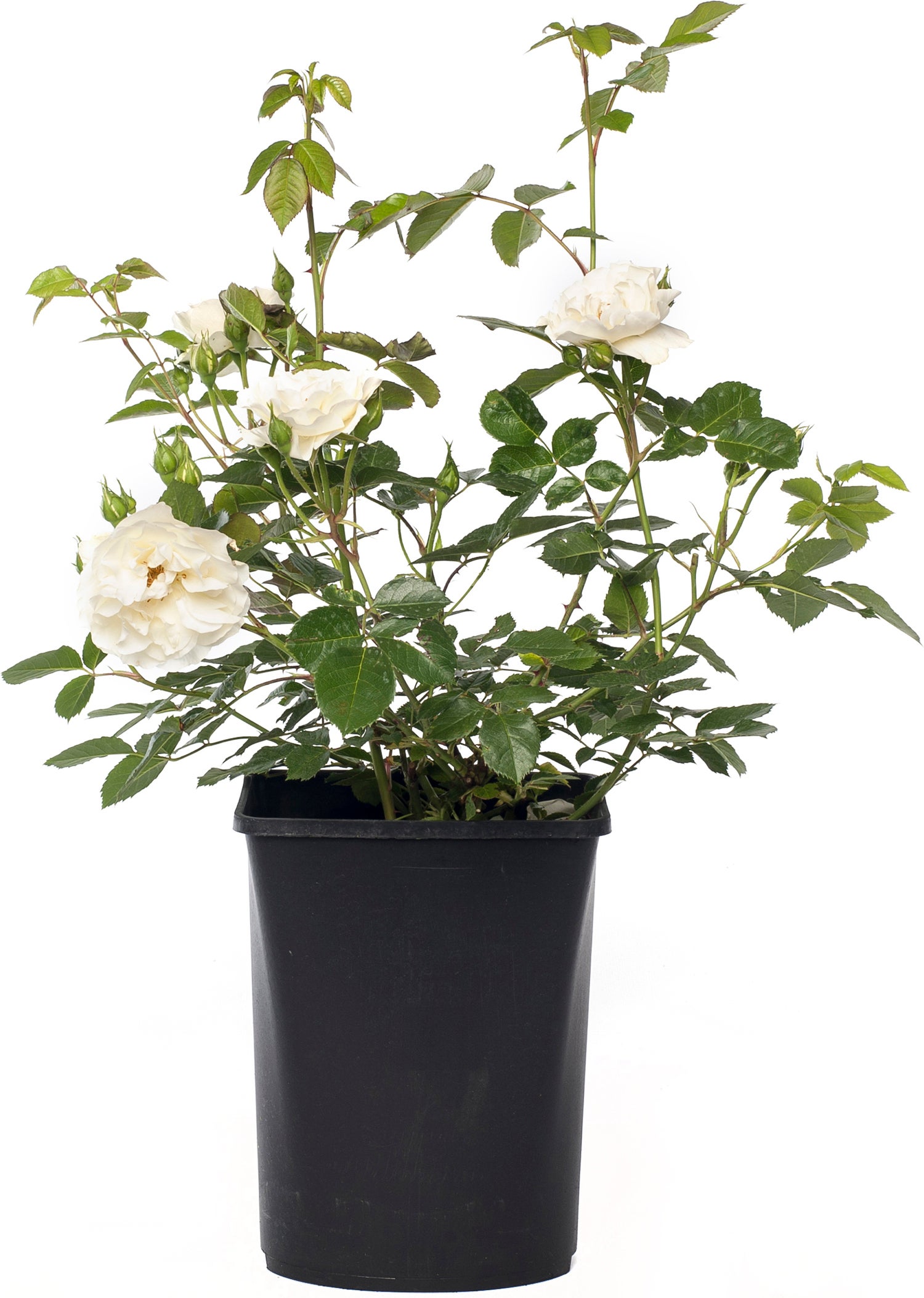 Struikroos (Rosa 'White Meilove') D 23 H 25 cm