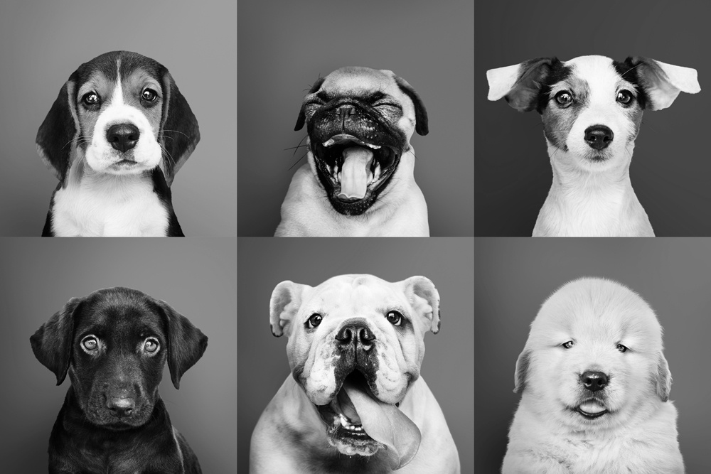Akustikbild LUSTIGE HUNDE 80x120cm, 7kg