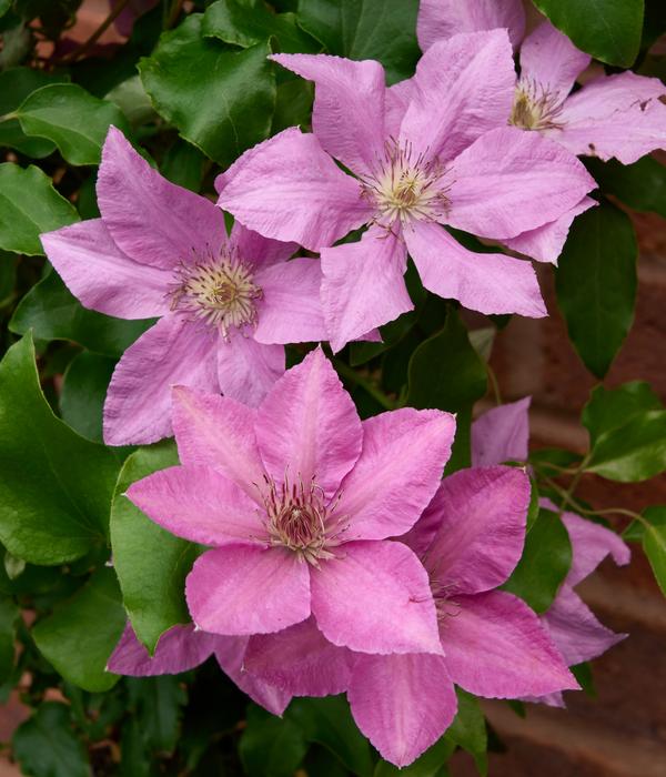 Waldrebe - Clematis 'Bridgewater'