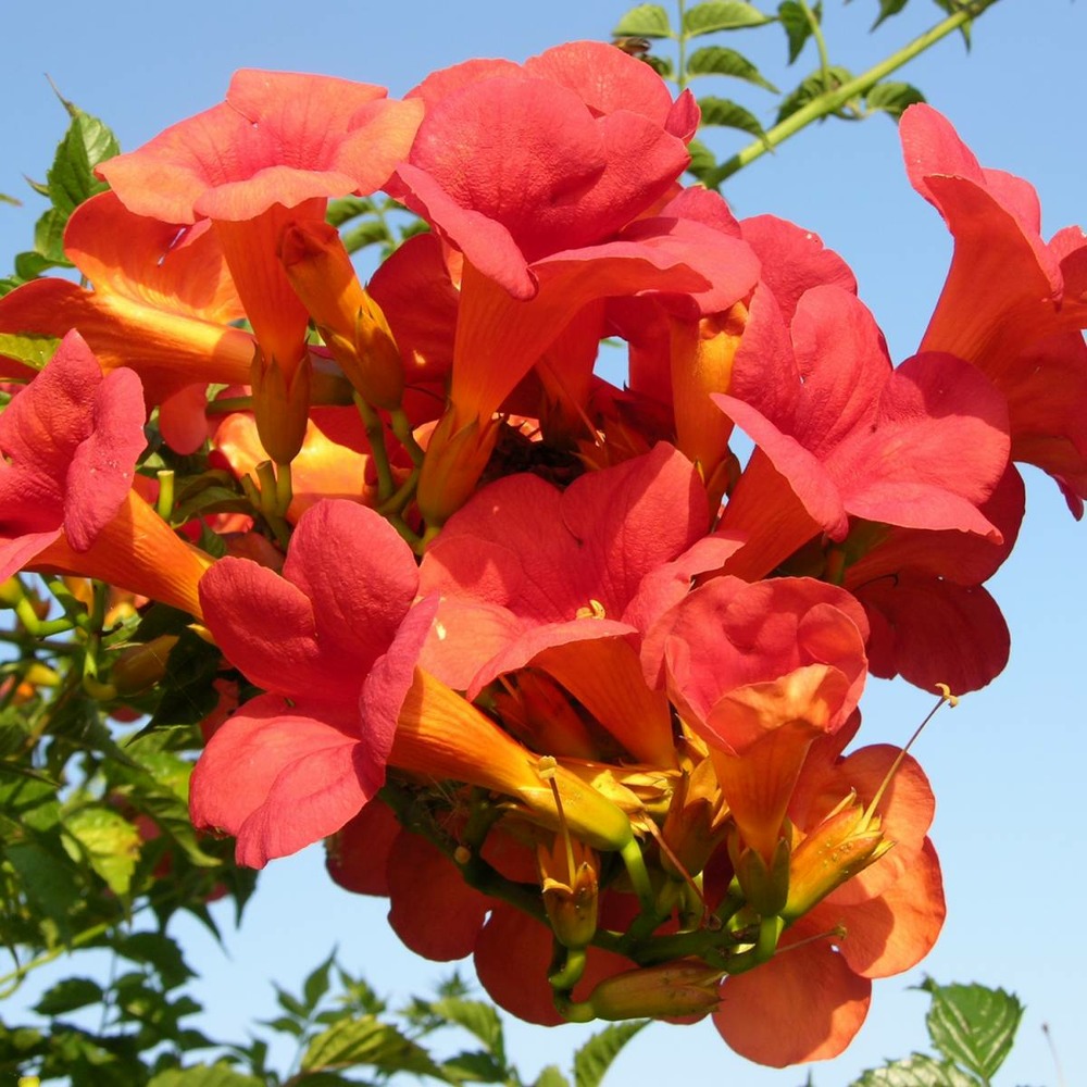Bignone x tagliabuana madame galen/campsis x tagliabuana 'madame galen'[-]pot de 1l - tuteur 60 cm