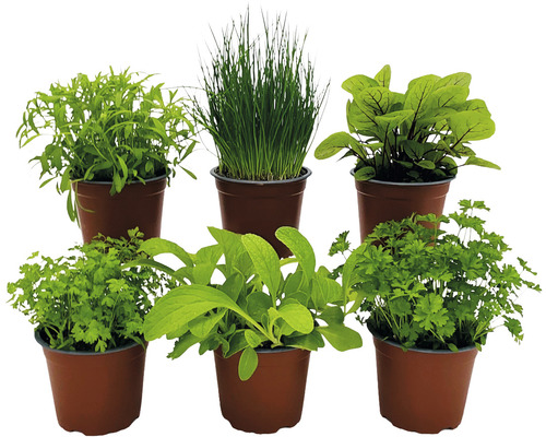 Biologische kruidenset FloraSelf Biologische Groene Saus 6 stuks Ø 12 cm Pot