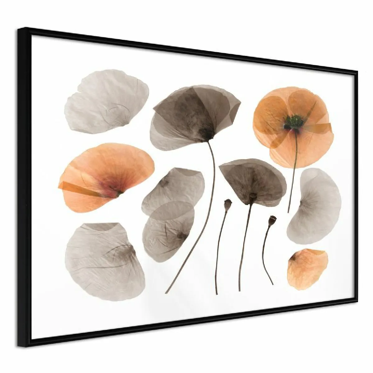 Paris Prix Affiche Dried Poppies - Noir