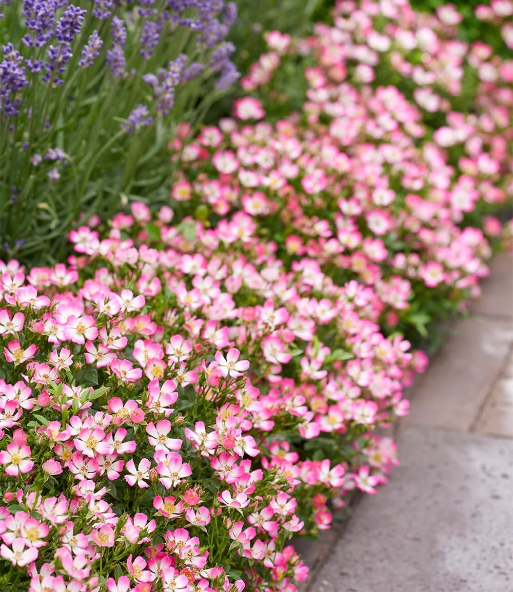 Alpin-Rose 'Cutie Pie®'
