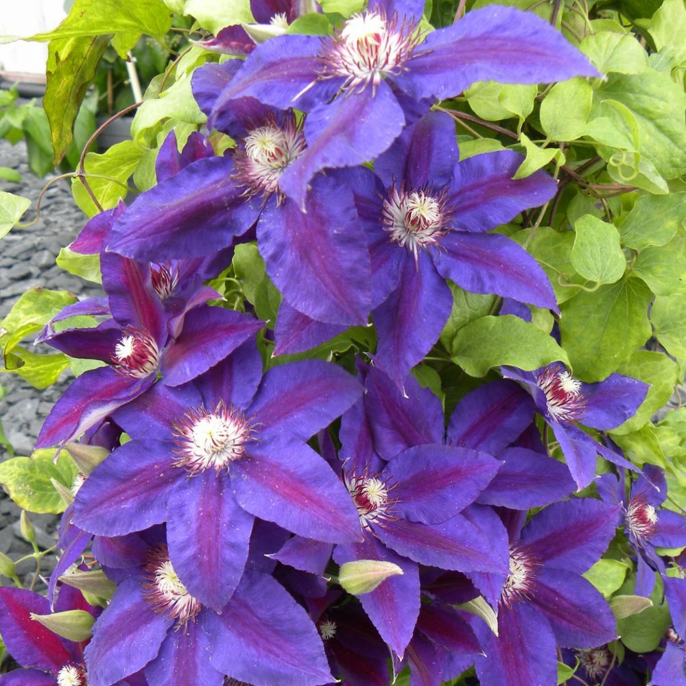 Clématite wildfire/clematis wildfire[-]pot de 1,5l - tuteur bambou 30/60 cm