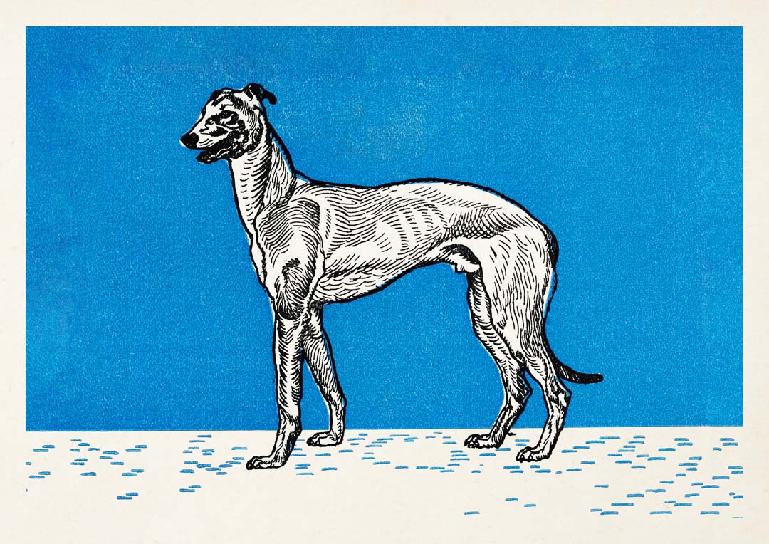 Windhund von Moritz Jung