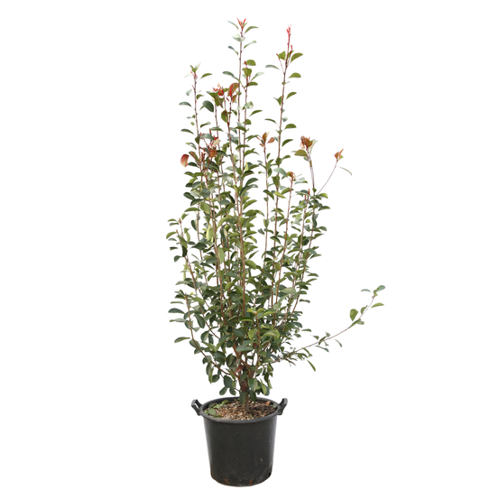 Photinia x fraseri ' Red Robin ' : H 175/200 cm ctr 35 litres
