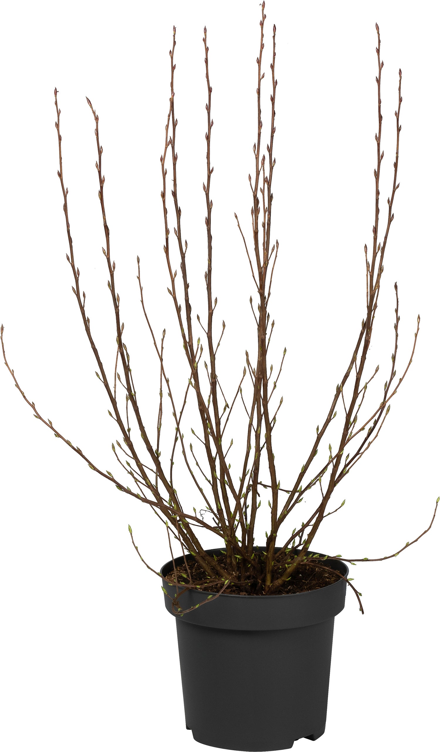 Rode Ribes (Ribes sanguineum 'Amore') D 30 H 60 cm